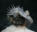 Spiny Enrolled Drotops Armatus Trilobite (Reduced Price!) #8644-2